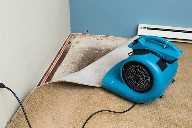 Best Professional water damage repair  in Tennessee Ridge, TN